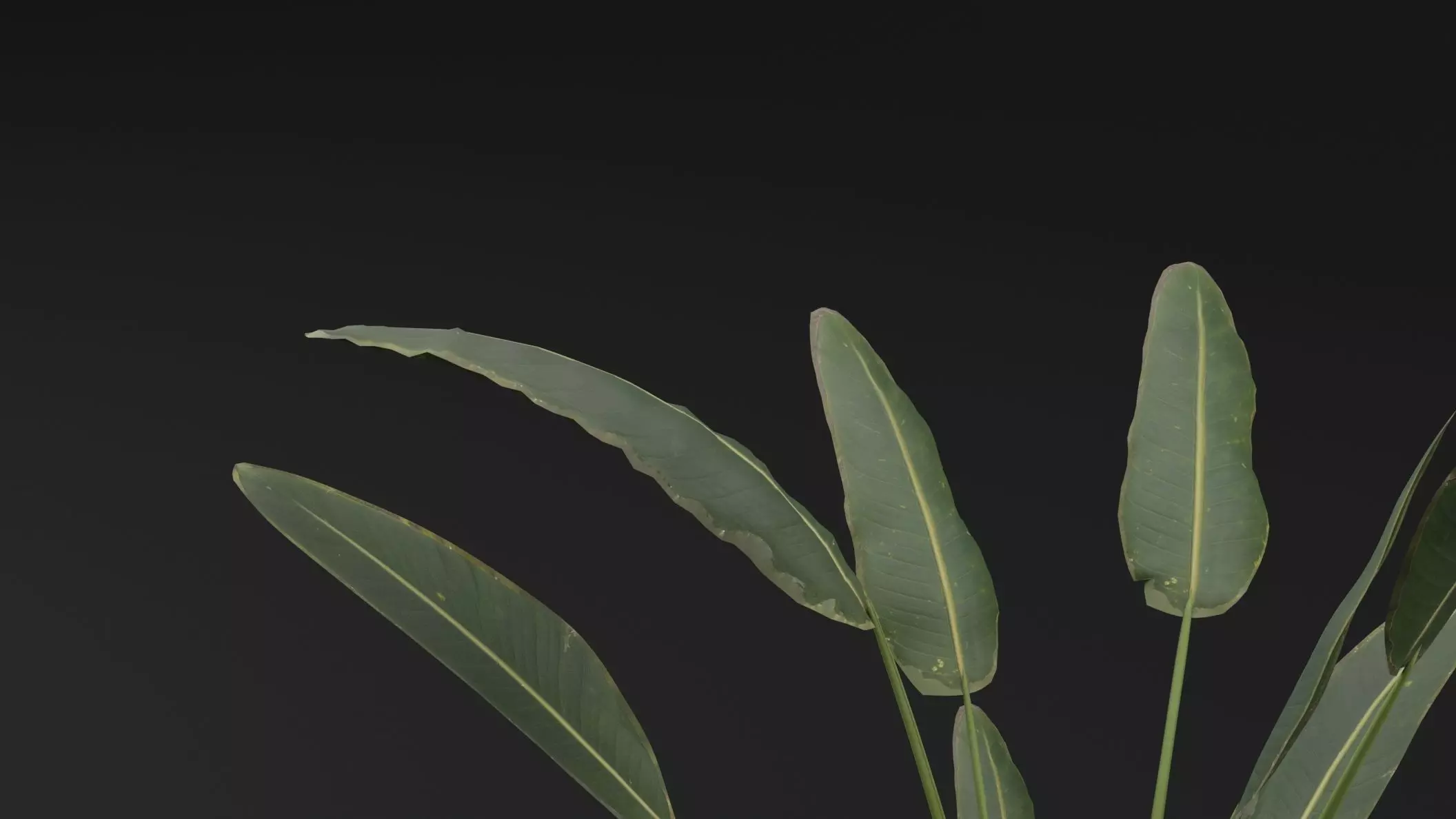 Paradisaea Raggiana Plant Low-poly 3D model_1