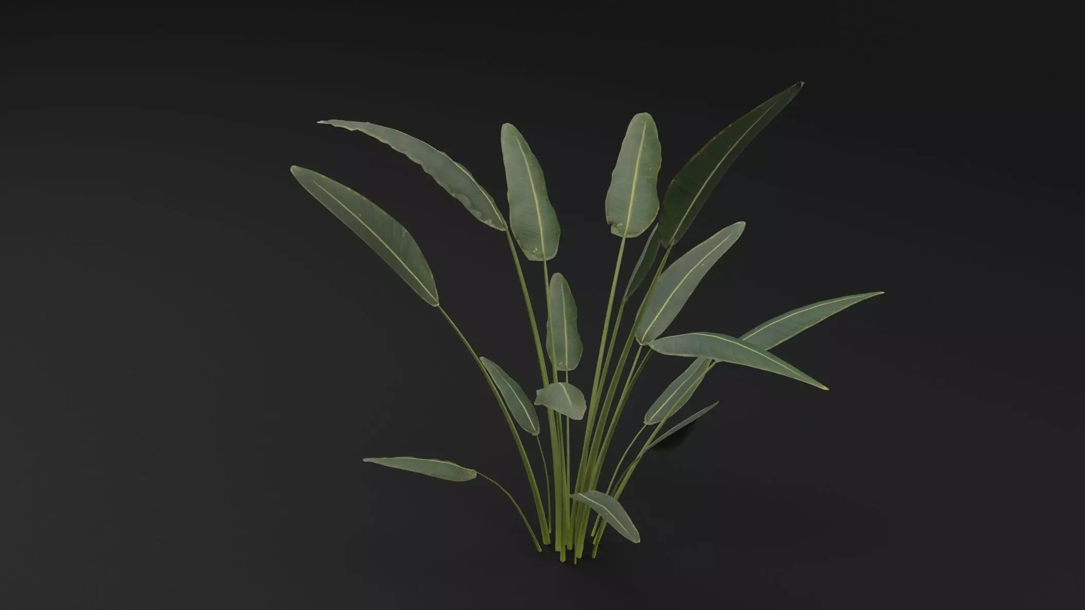 Paradisaea Raggiana Plant Low-poly 3D model_4