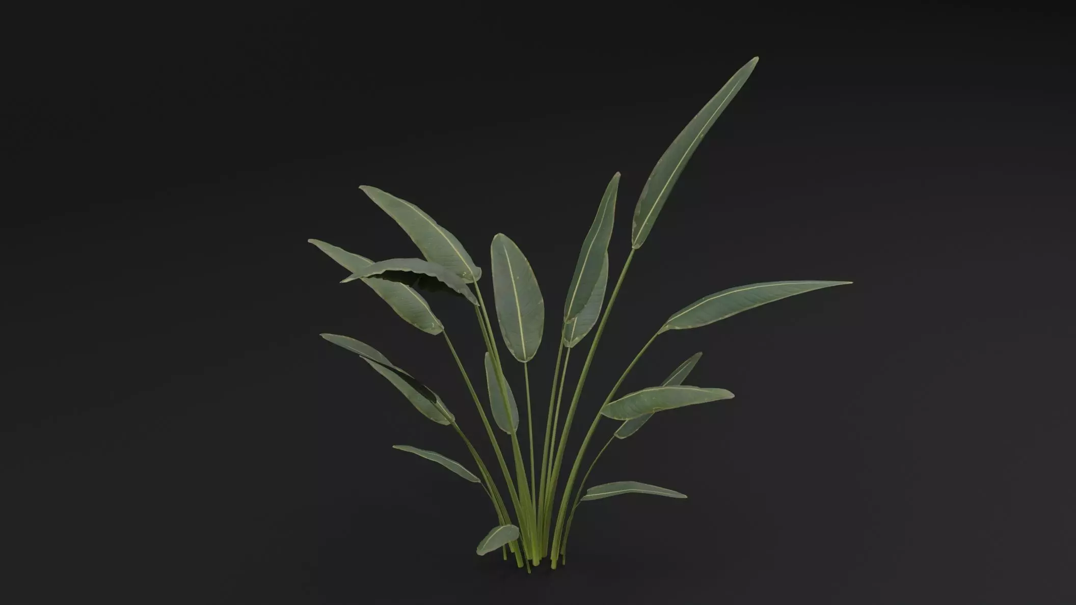 Paradisaea Raggiana Plant Low-poly 3D model_3