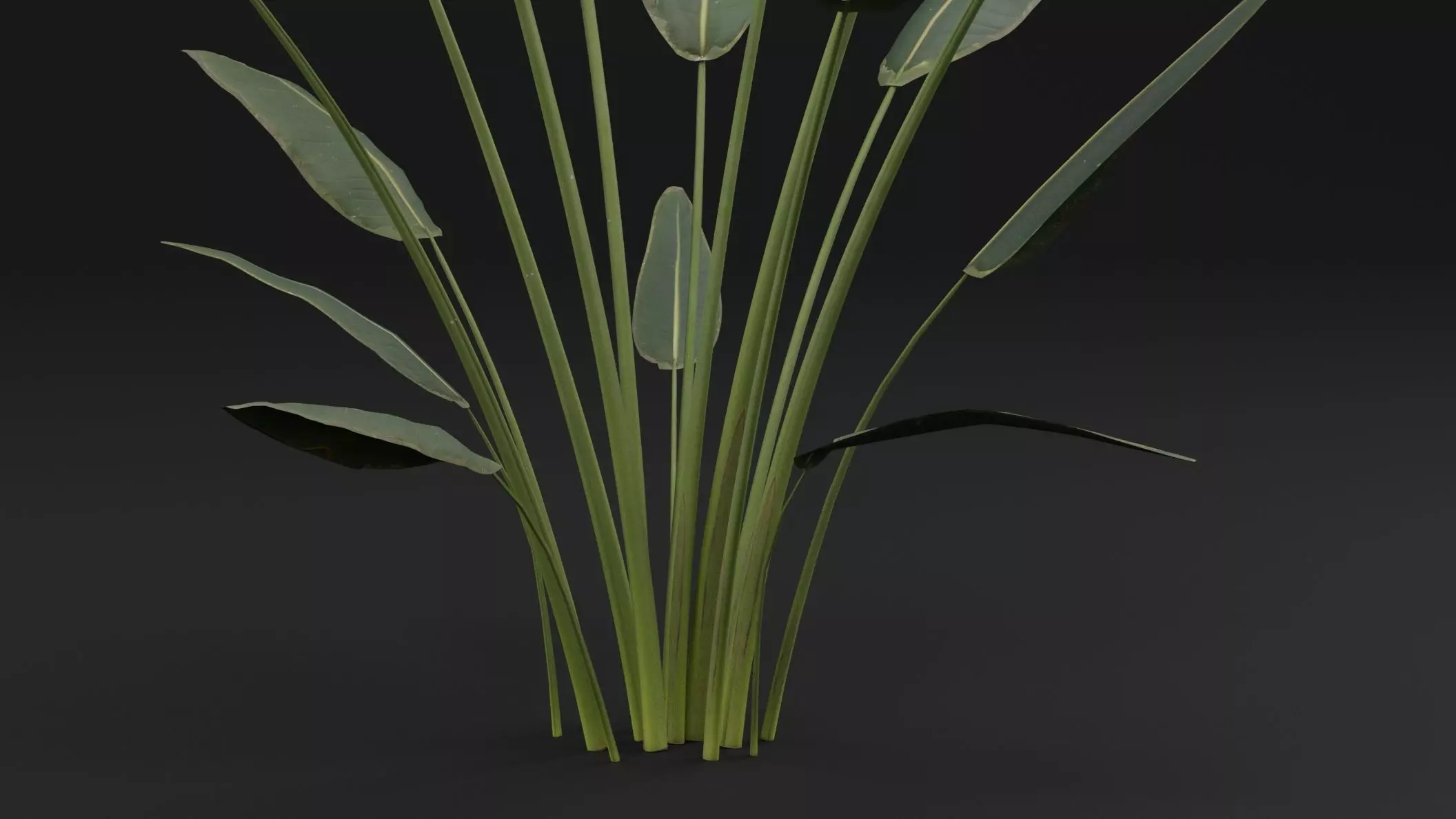Paradisaea Raggiana Plant Low-poly 3D model_2
