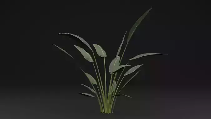 Paradisaea Raggiana Plant