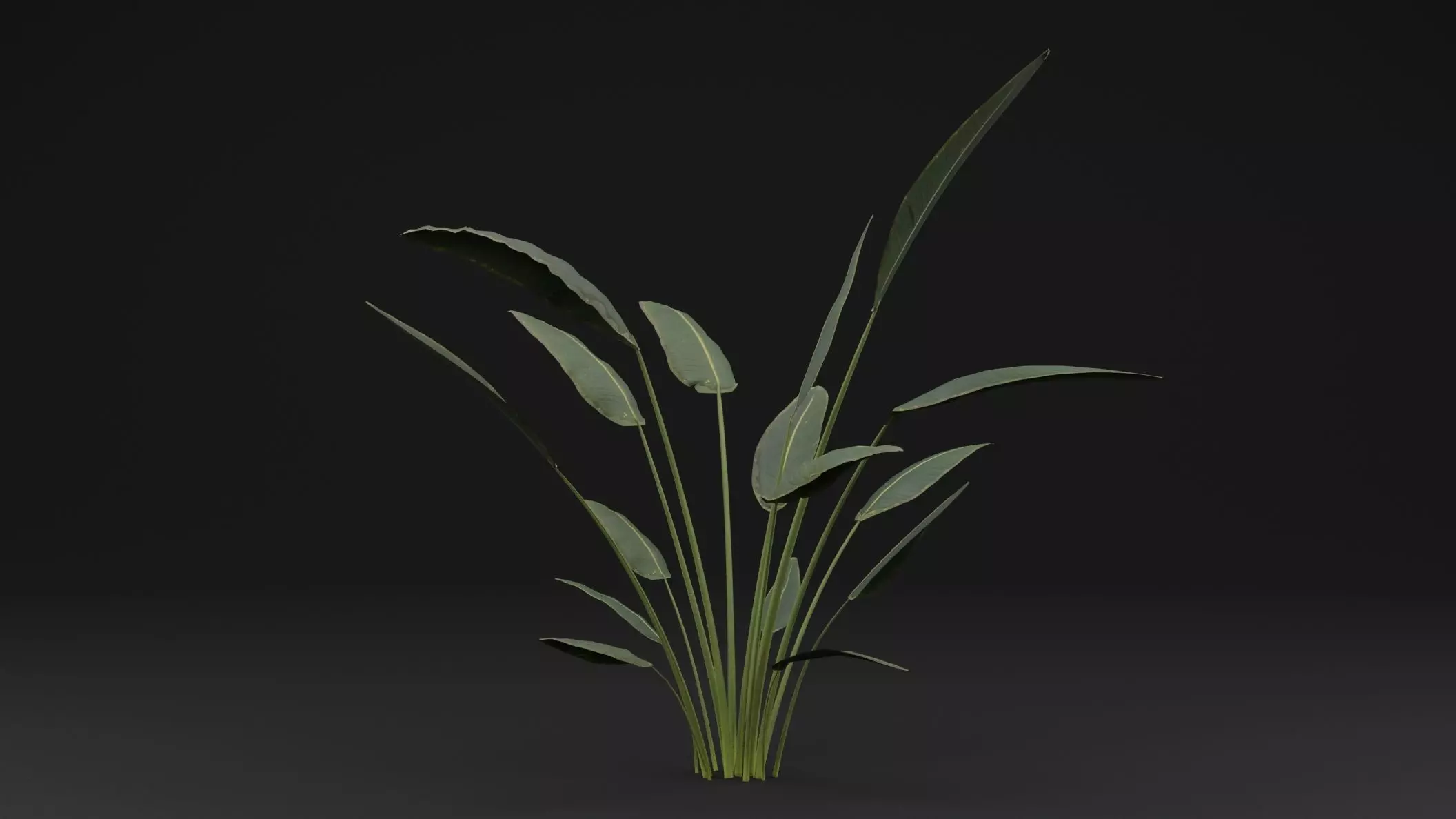 Paradisaea Raggiana Plant Low-poly 3D model_0