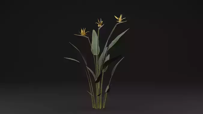 Paradisaea Raggiana Plant