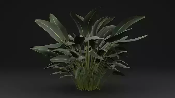 Paradisaea Raggiana Plant