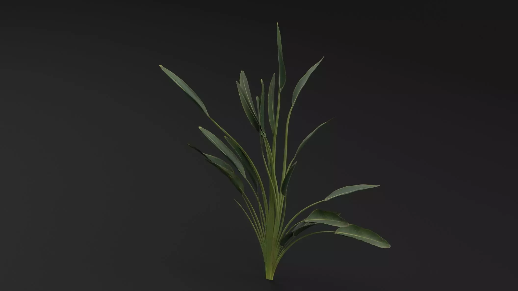 Paradisaea Raggiana Plant Low-poly 3D model_4