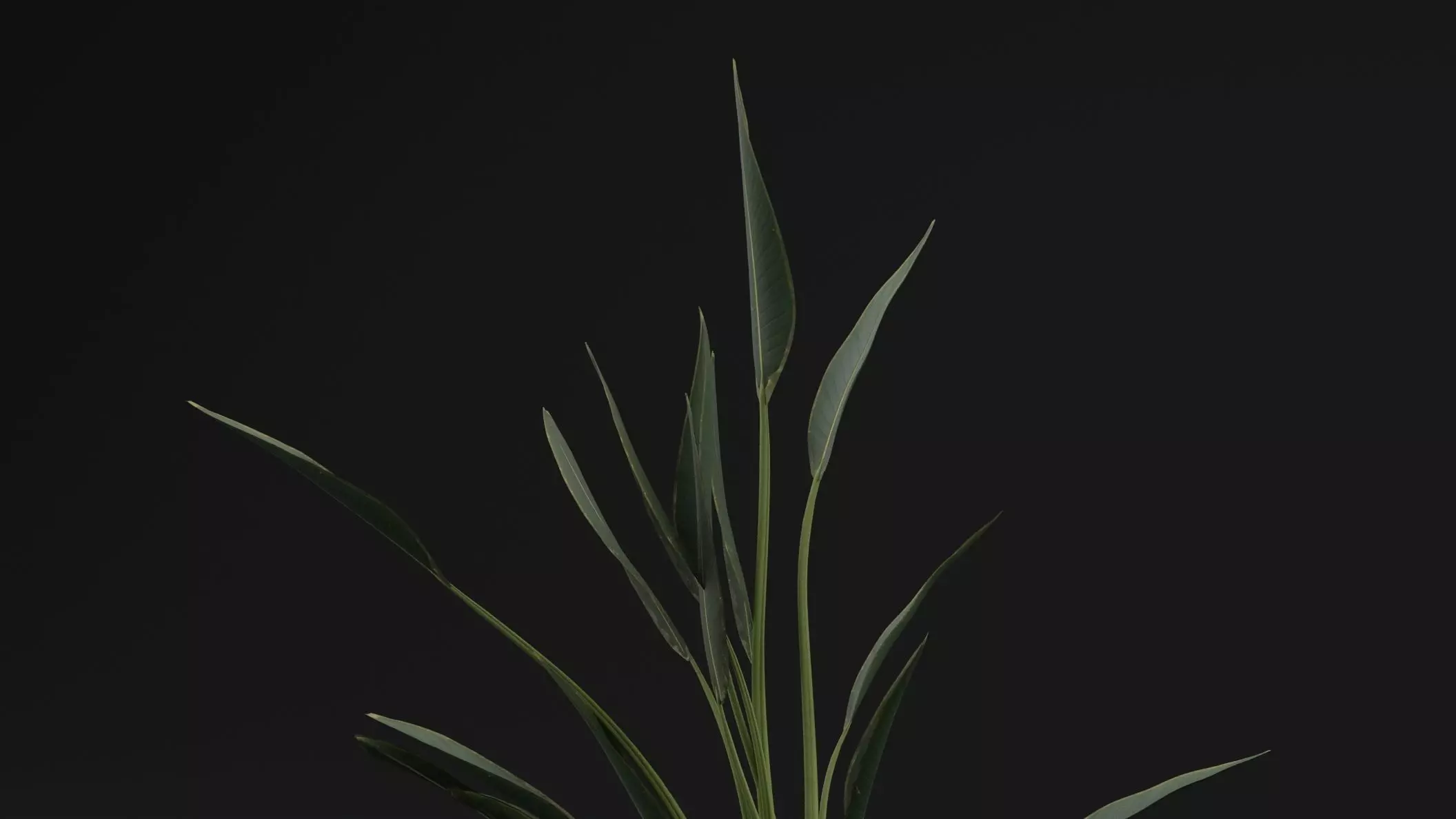 Paradisaea Raggiana Plant Low-poly 3D model_1