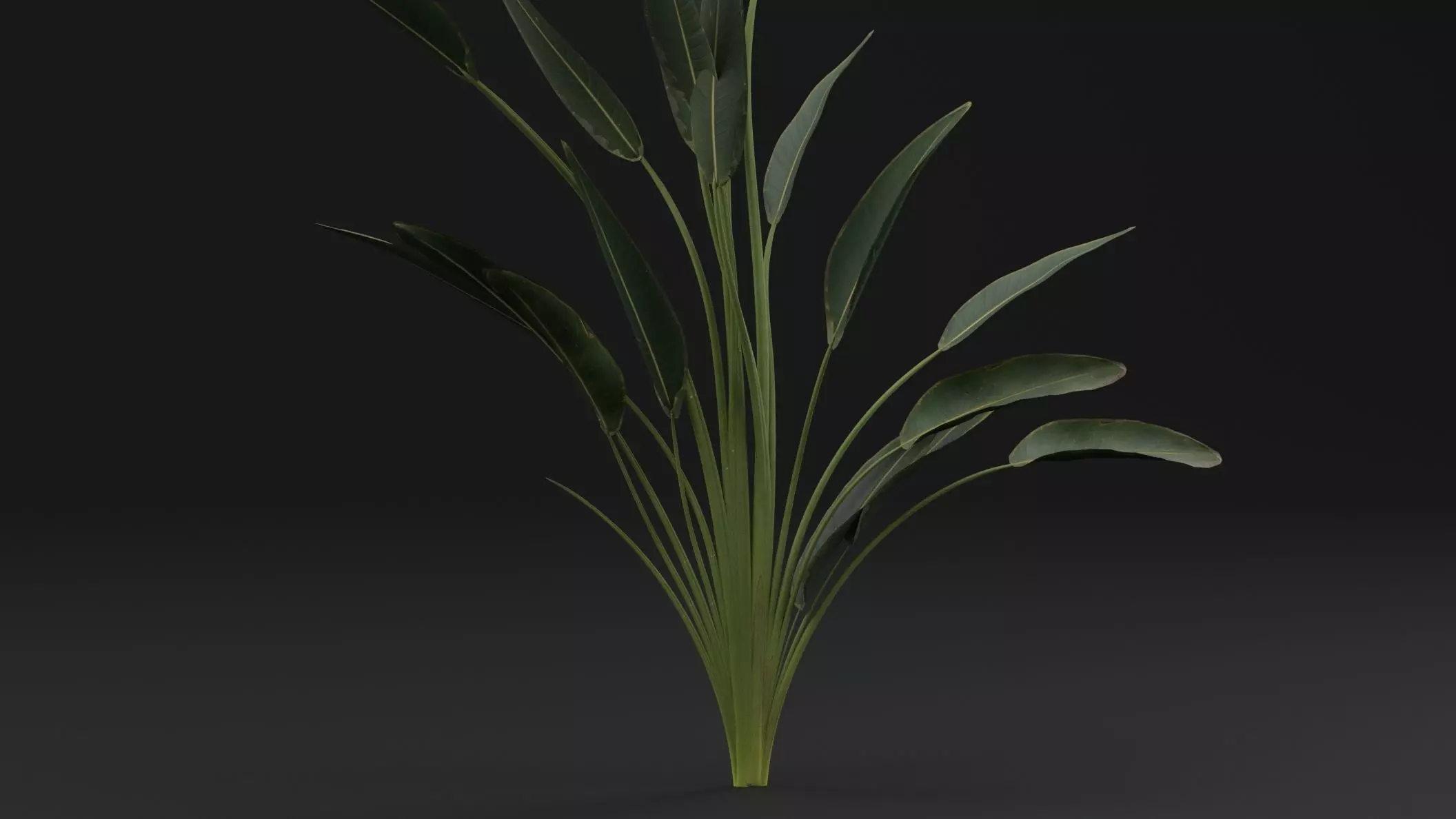 Paradisaea Raggiana Plant Low-poly 3D model_2