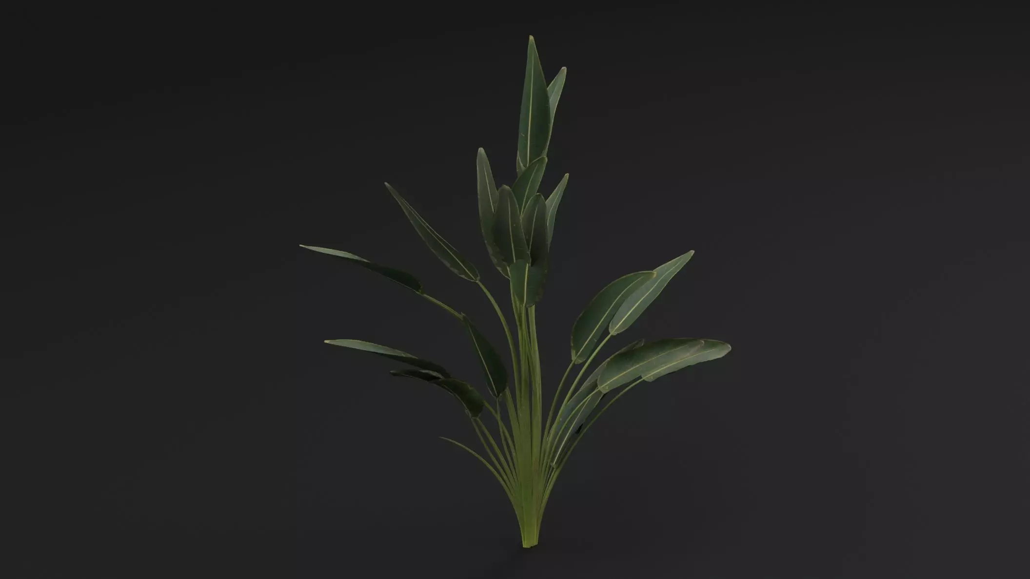 Paradisaea Raggiana Plant Low-poly 3D model_3