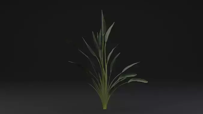 Paradisaea Raggiana Plant