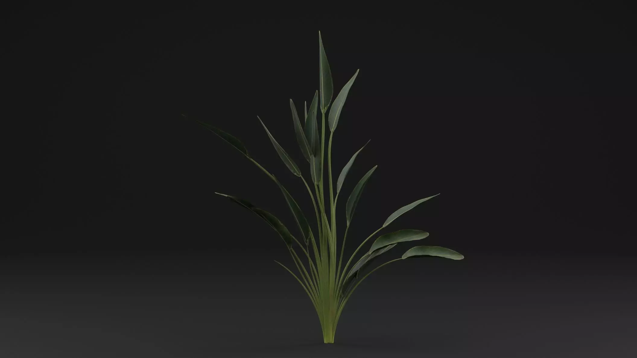 Paradisaea Raggiana Plant Low-poly 3D model_0