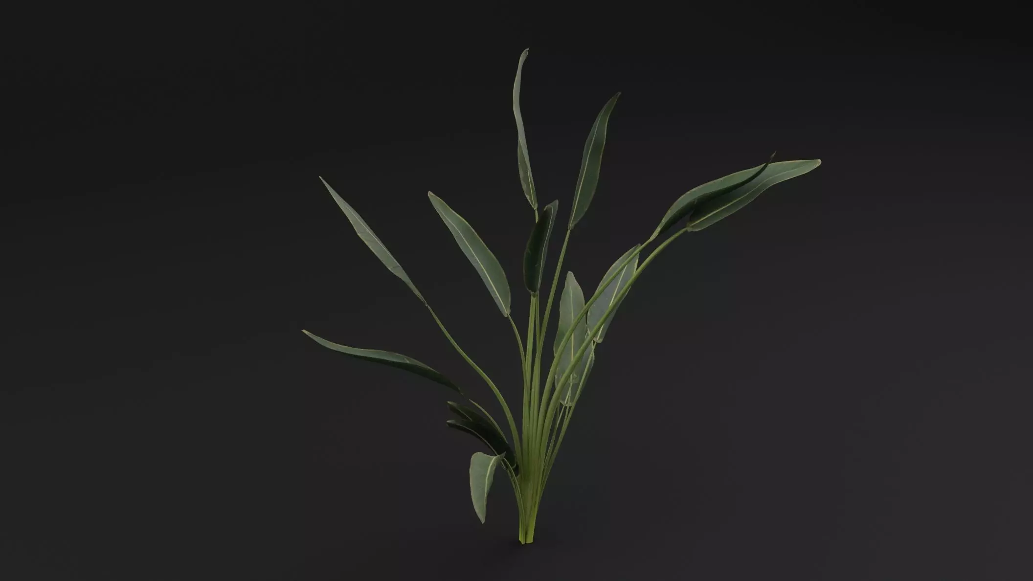 Paradisaea Raggiana Plant Low-poly 3D model_3