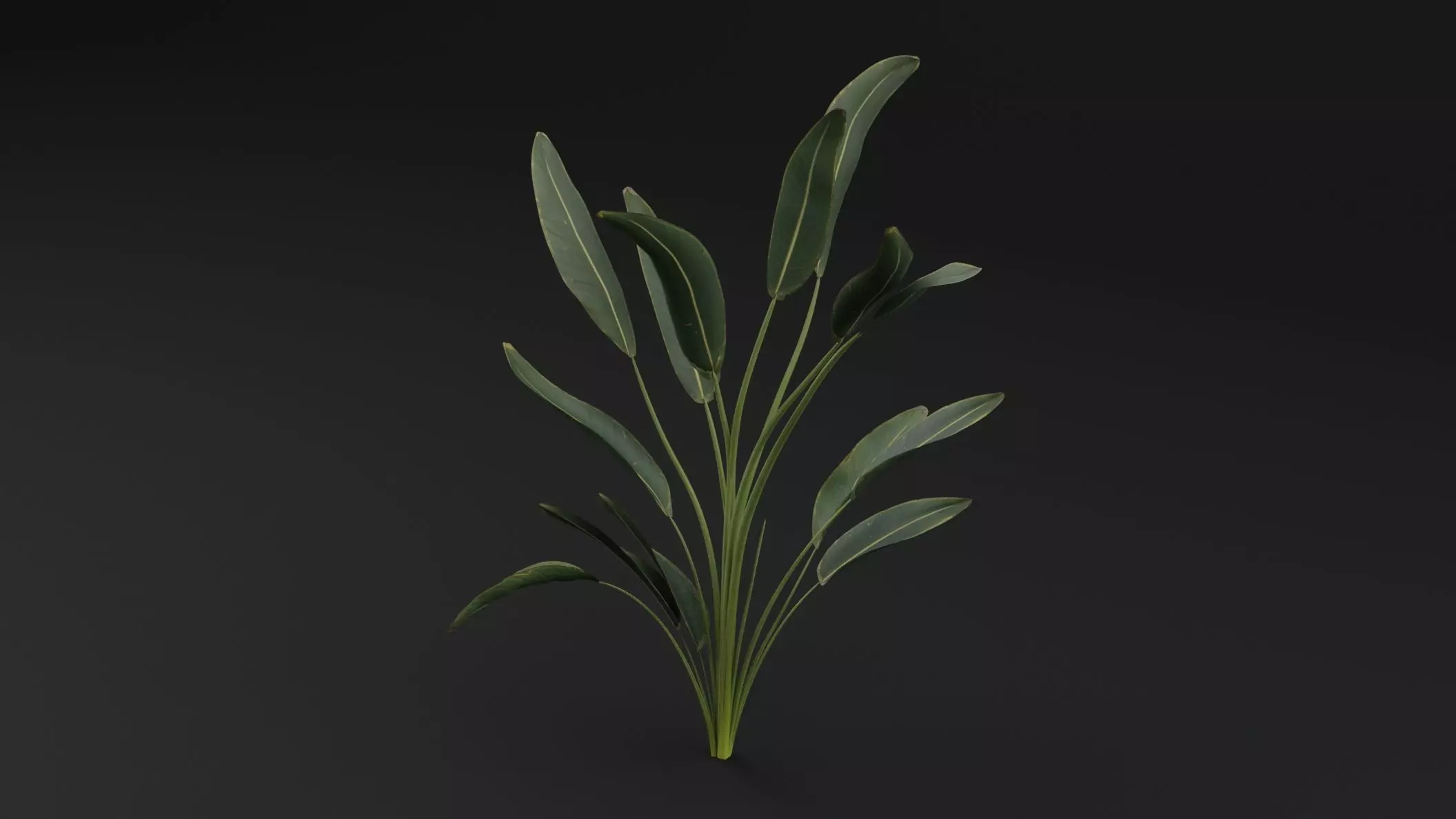 Paradisaea Raggiana Plant Low-poly 3D model_4