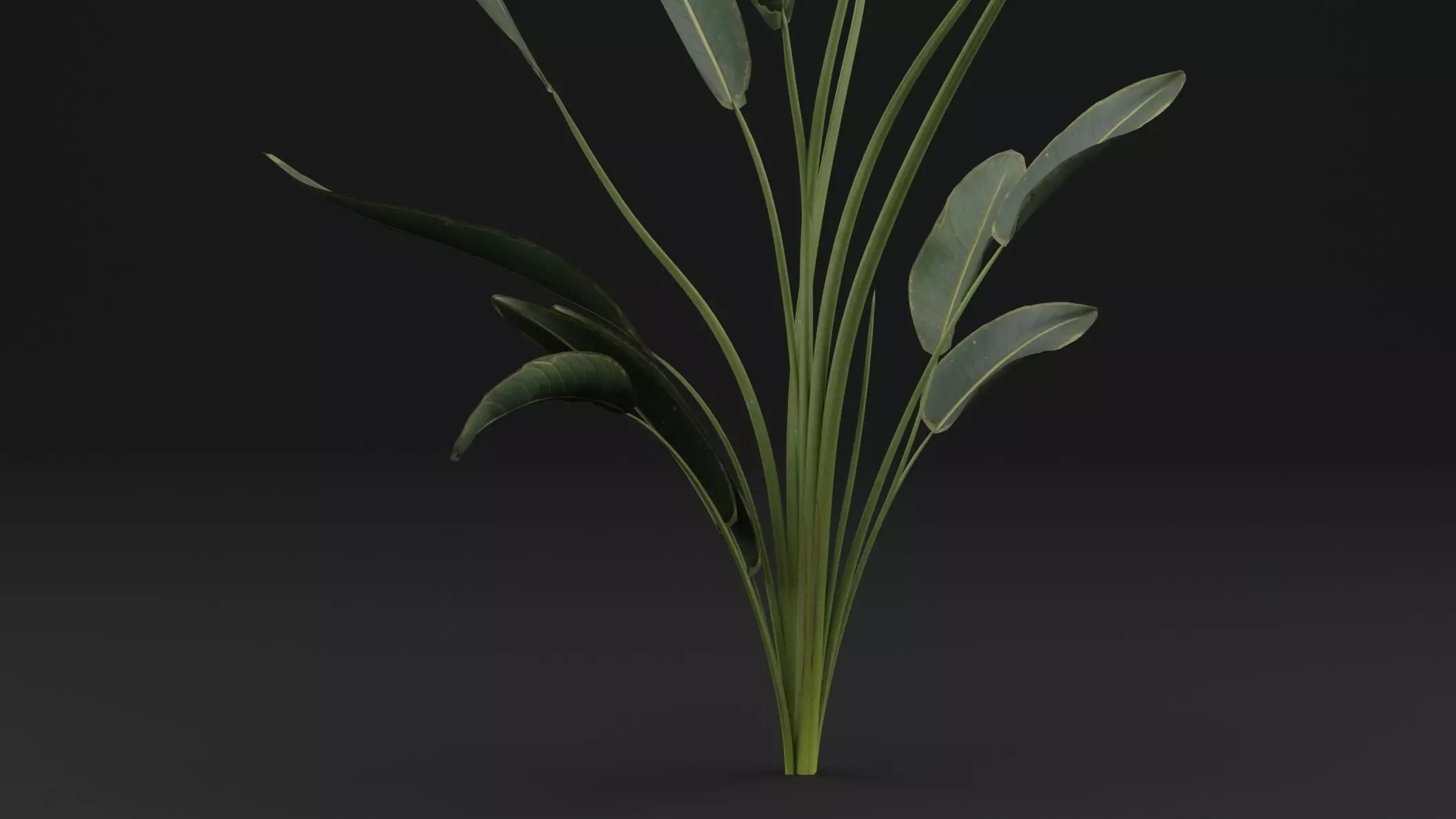 Paradisaea Raggiana Plant Low-poly 3D model_2