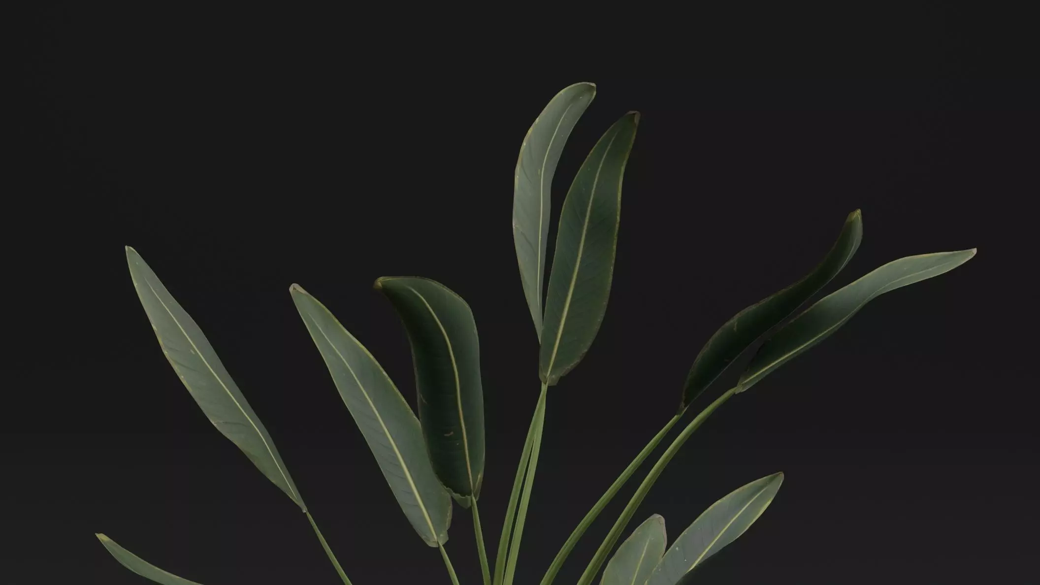 Paradisaea Raggiana Plant Low-poly 3D model_1