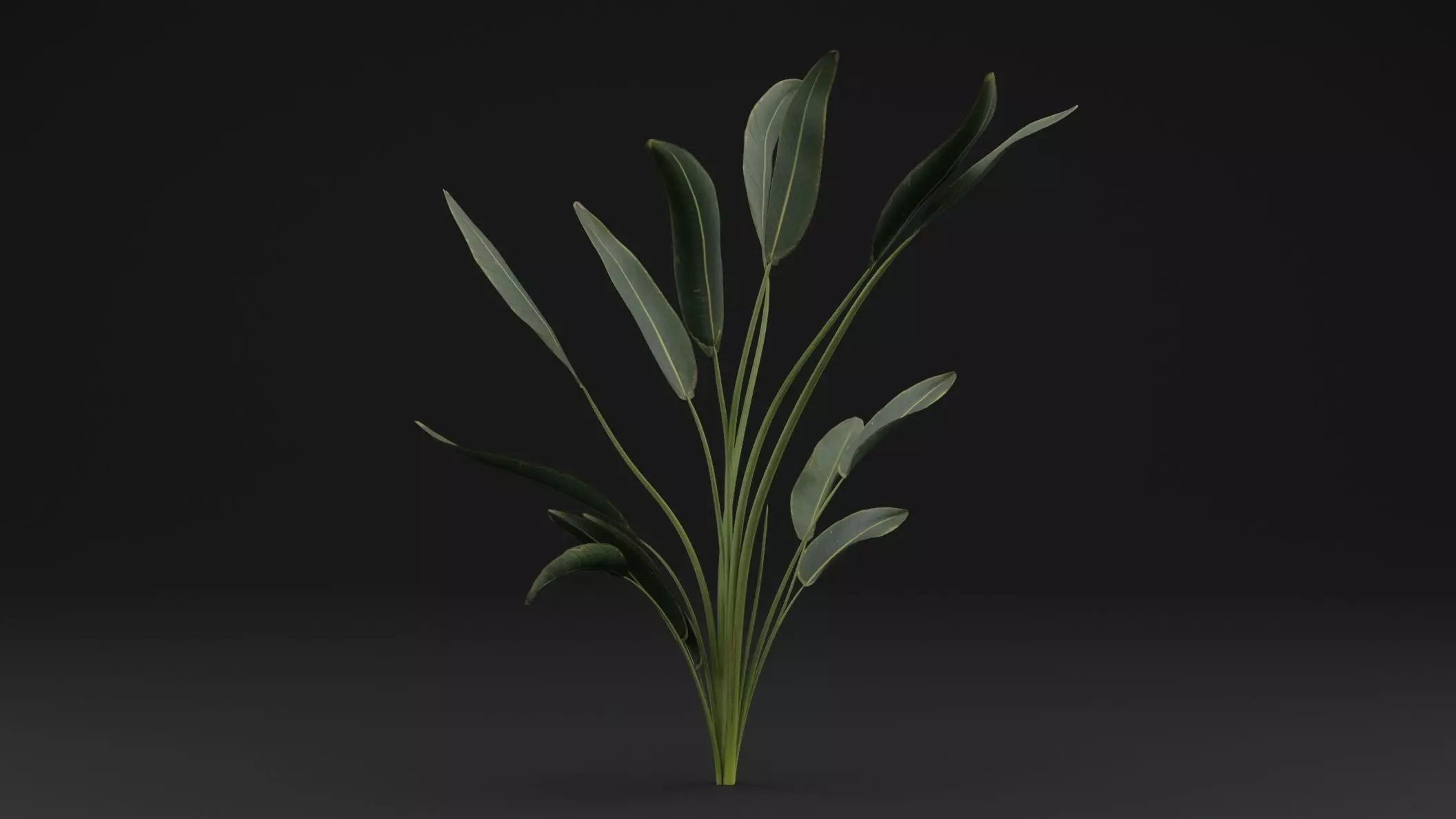 Paradisaea Raggiana Plant Low-poly 3D model_0