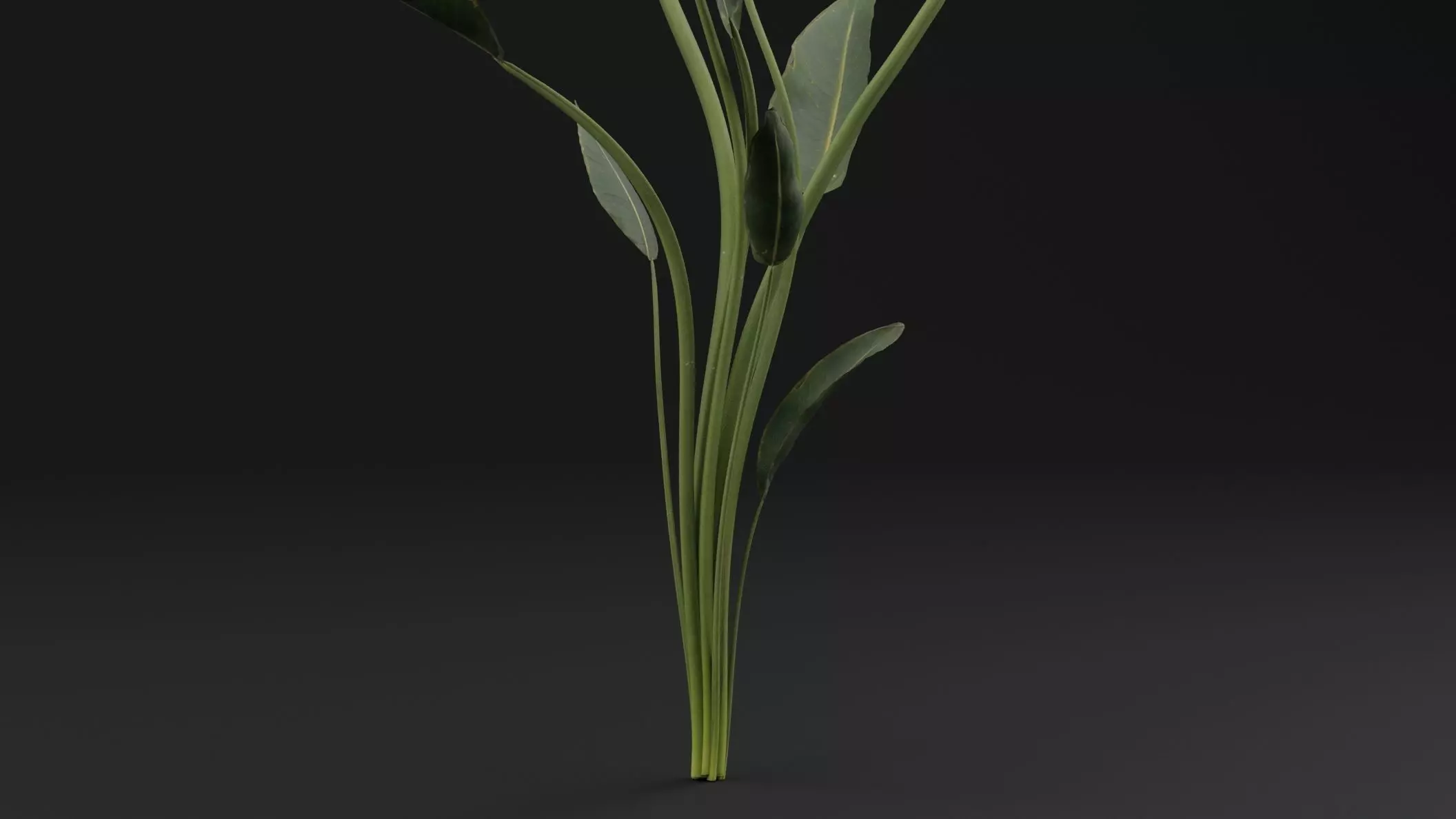 Paradisaea Raggiana Plant Low-poly 3D model_2