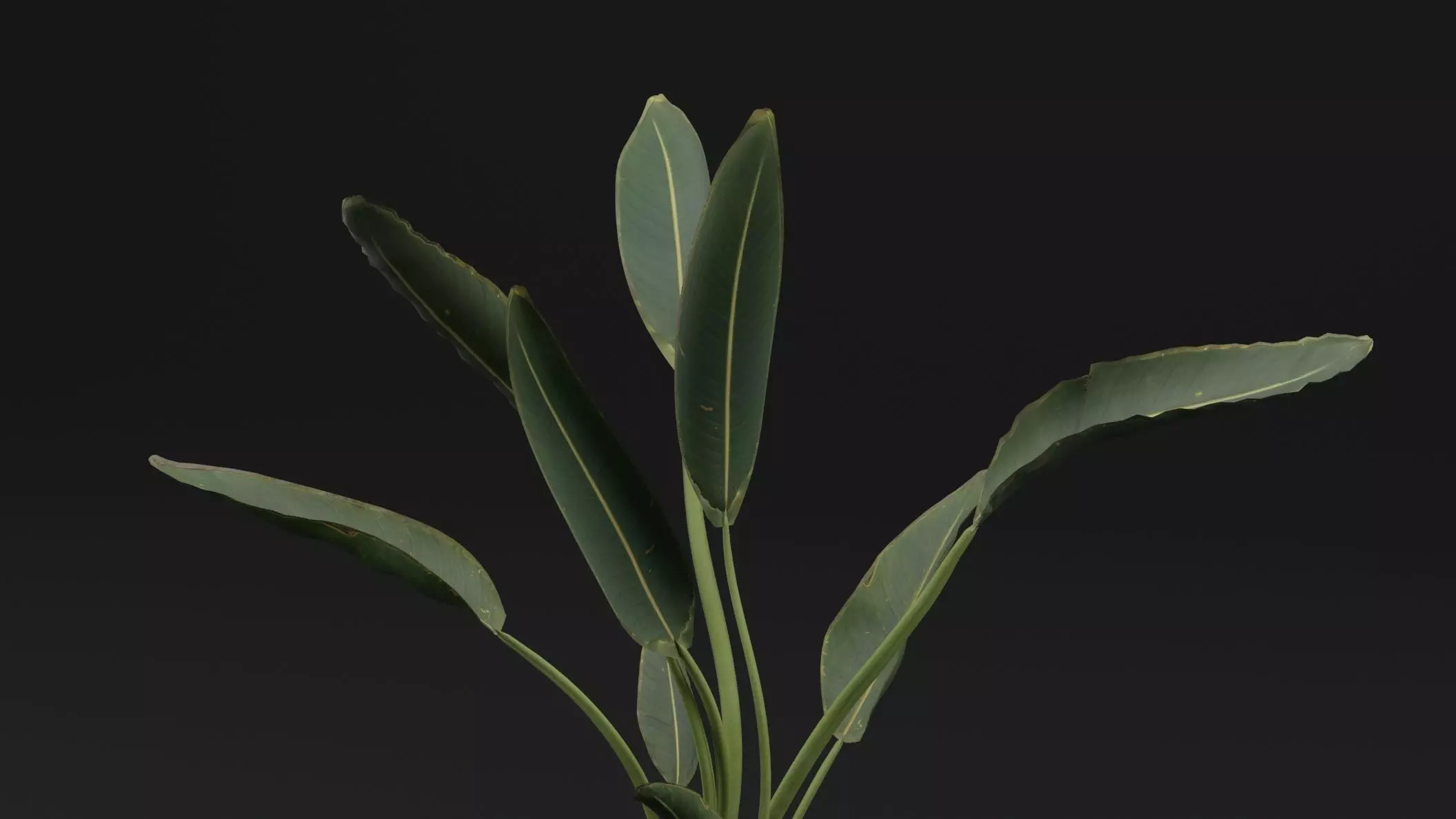 Paradisaea Raggiana Plant Low-poly 3D model_1
