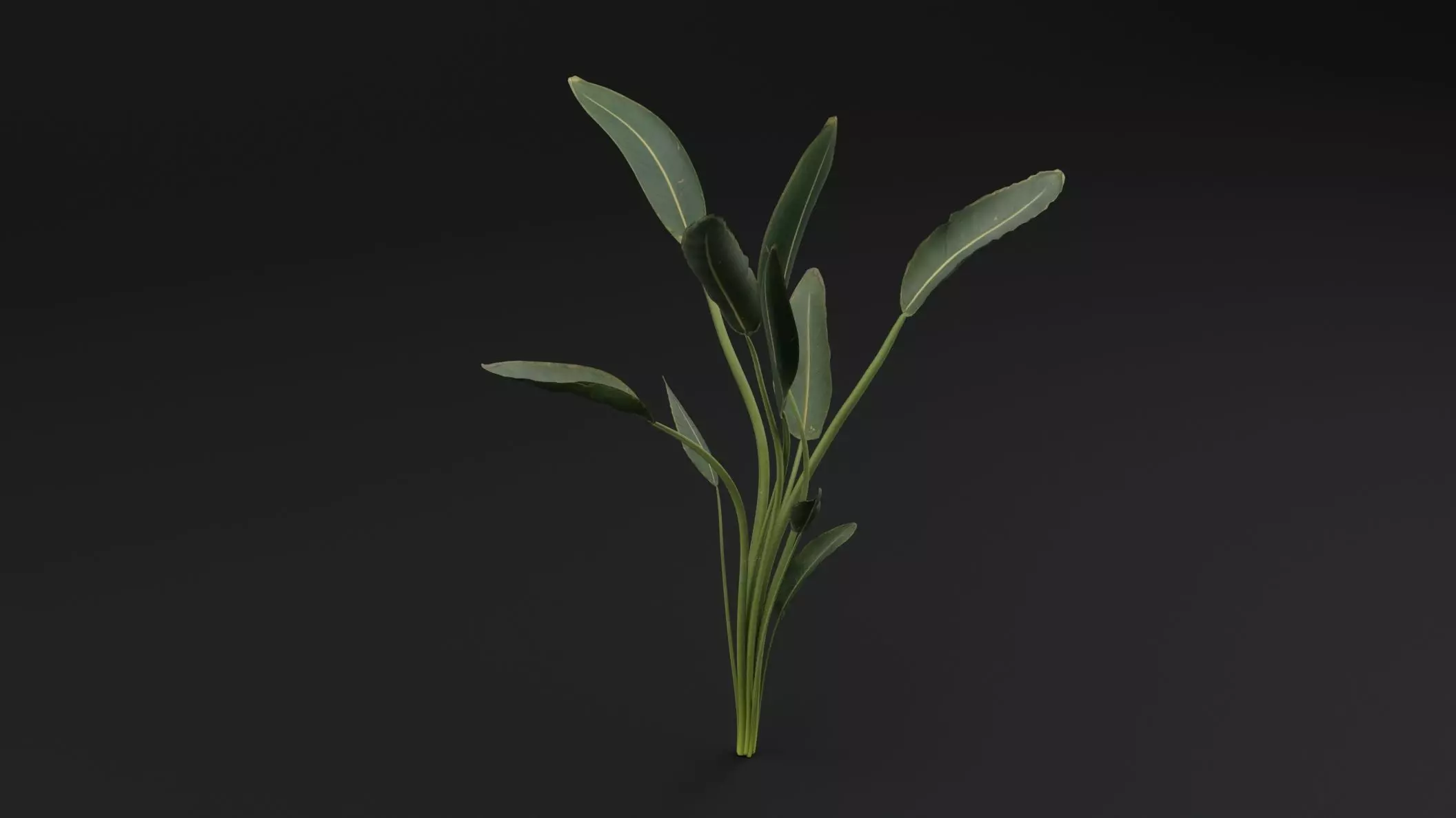 Paradisaea Raggiana Plant Low-poly 3D model_3
