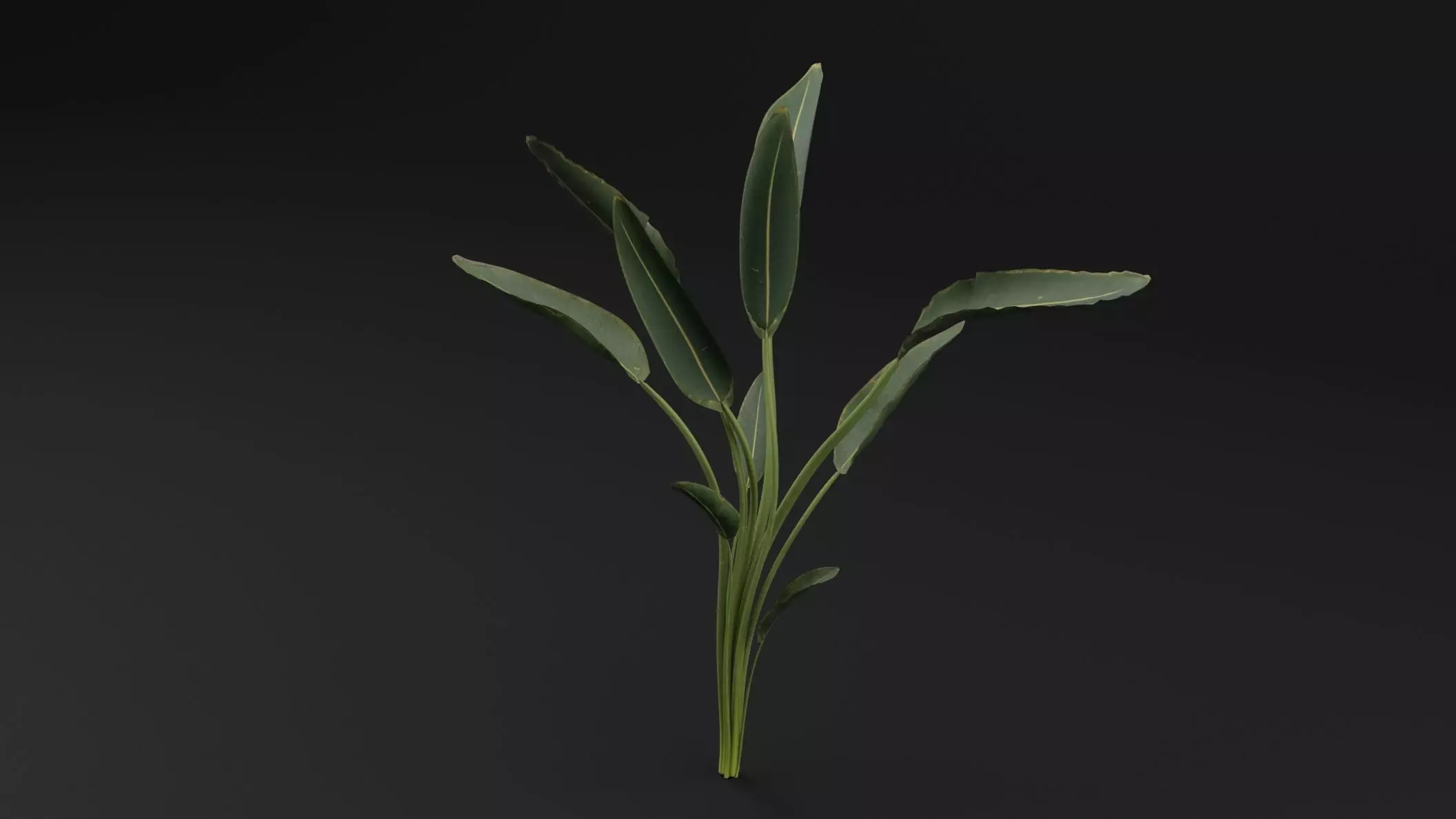 Paradisaea Raggiana Plant Low-poly 3D model_4