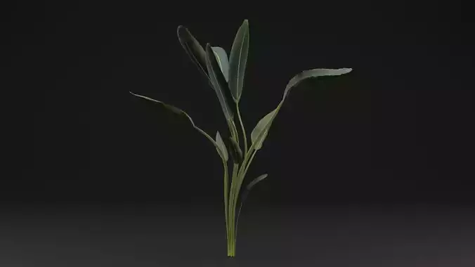 Paradisaea Raggiana Plant