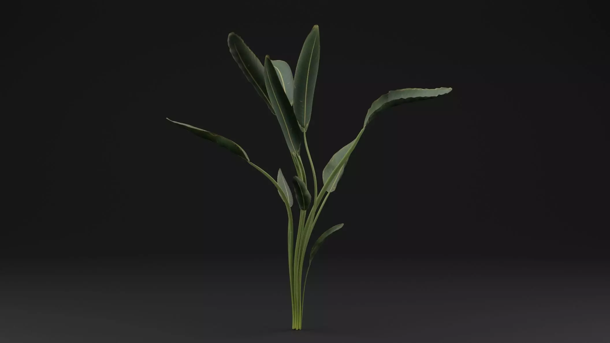 Paradisaea Raggiana Plant Low-poly 3D model_0
