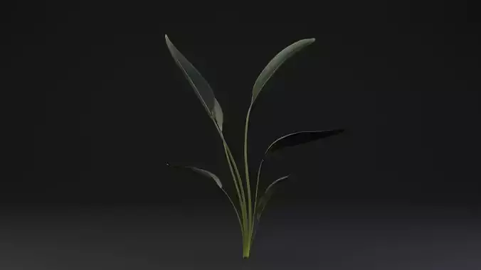 Paradisaea Raggiana Plant