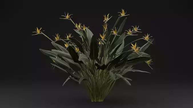 Paradisaea Raggiana Plant