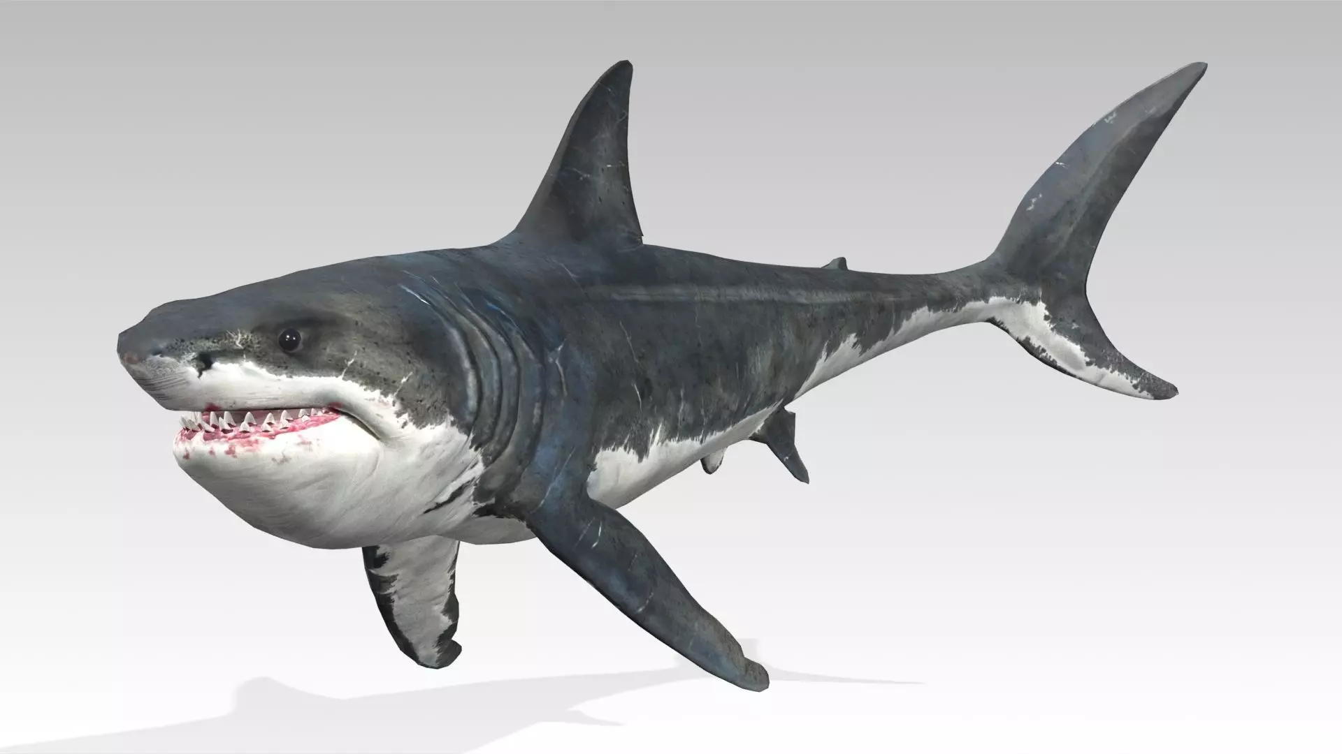 Megalodon Low-poly 3D model_5
