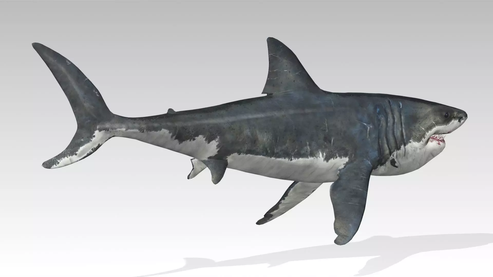 Megalodon Low-poly 3D model_4