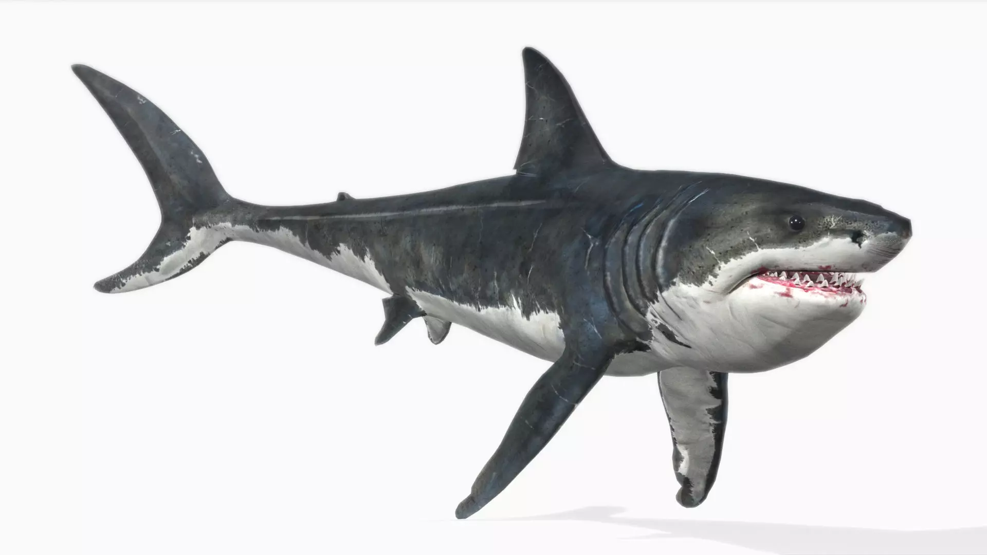 Megalodon Low-poly 3D model_0