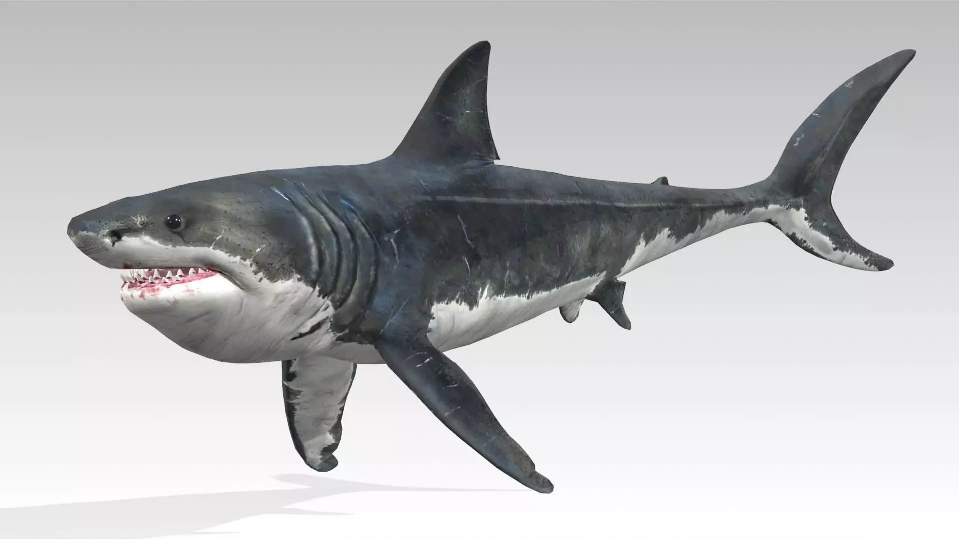 Megalodon Low-poly 3D model_3