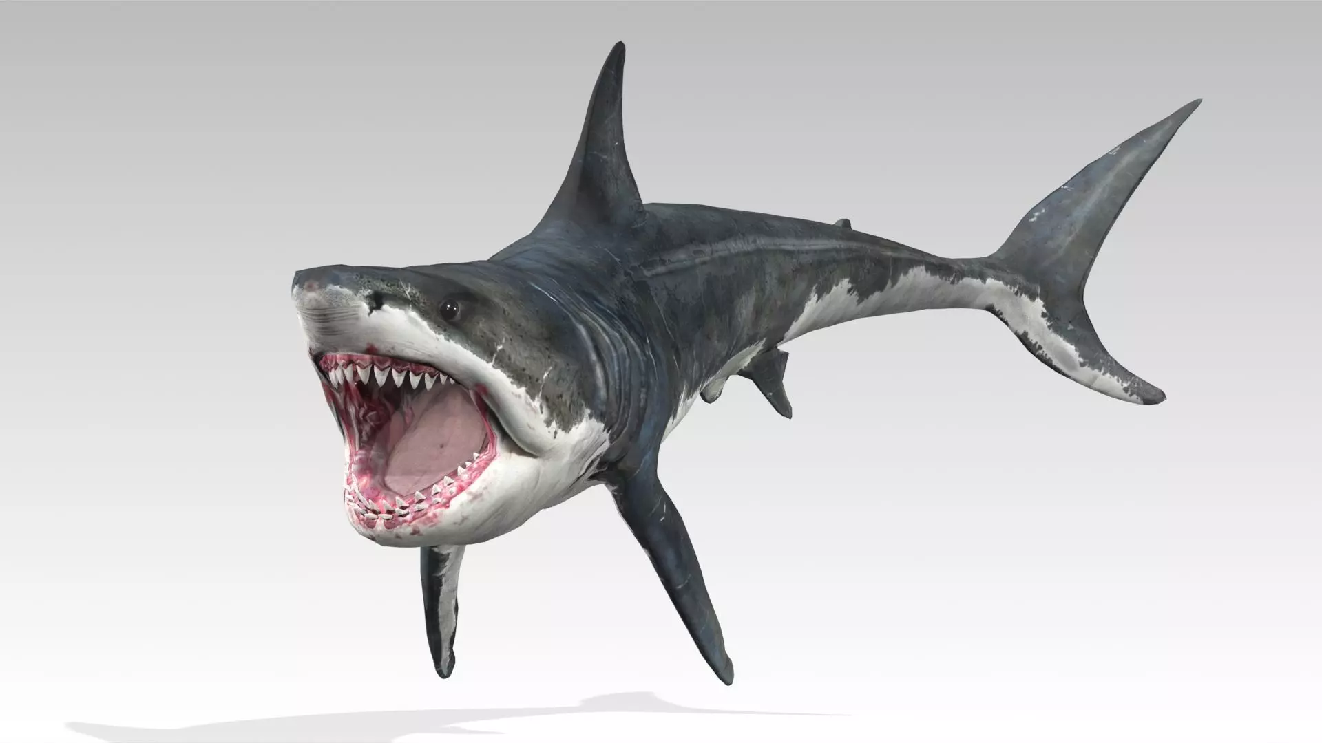 Megalodon Low-poly 3D model_2
