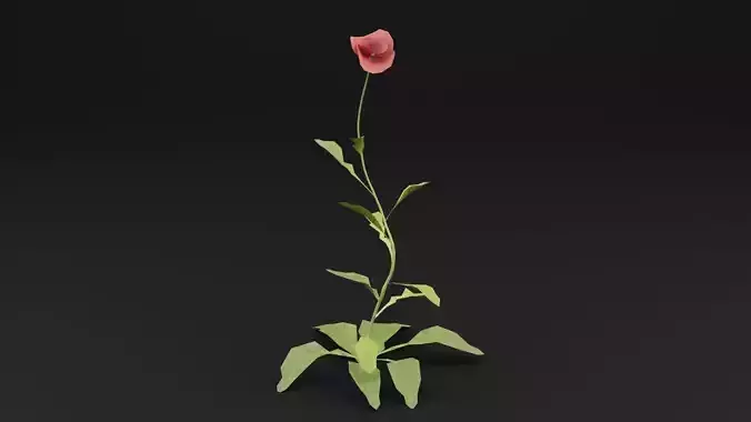 Papaver Rhoeas Plant