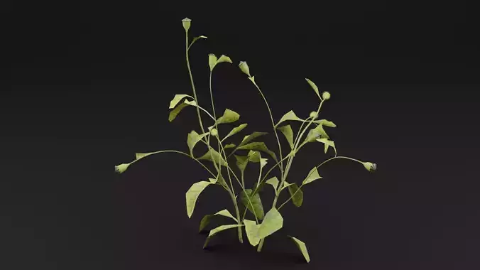 Papaver Rhoeas Plant