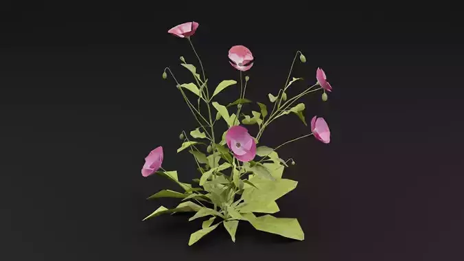 Papaver Rhoeas Plant