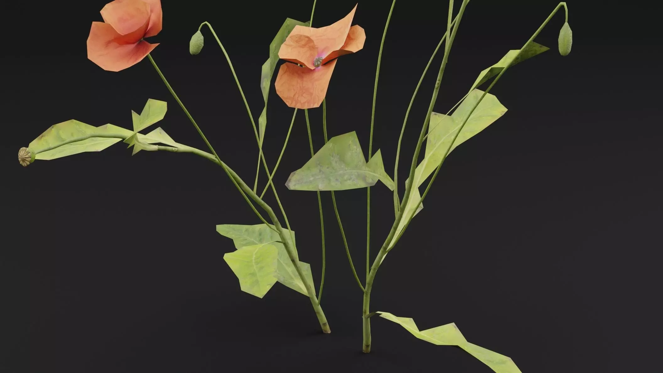 Papaver Rhoeas Plant Low-poly 3D model_2
