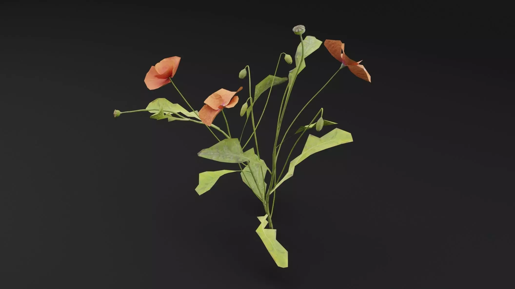 Papaver Rhoeas Plant Low-poly 3D model_4