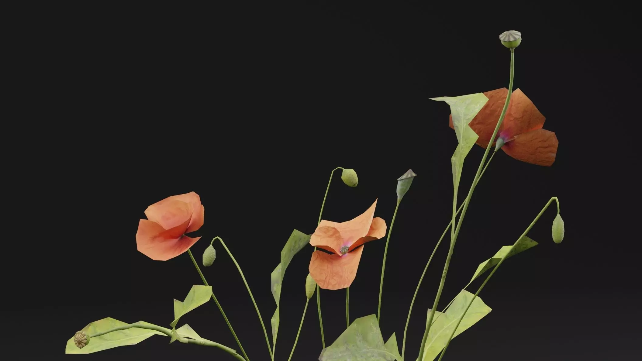 Papaver Rhoeas Plant Low-poly 3D model_1