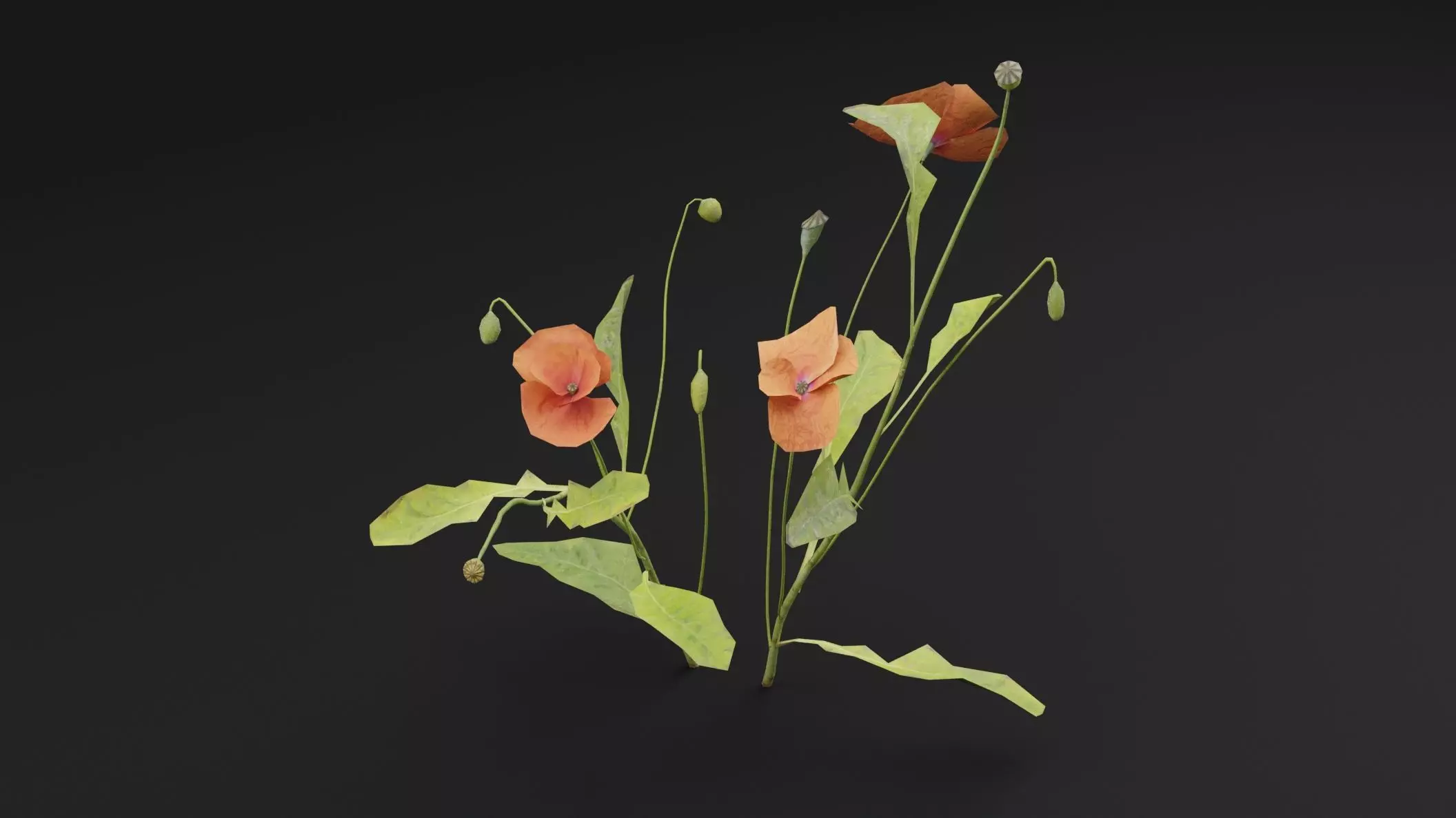 Papaver Rhoeas Plant Low-poly 3D model_3