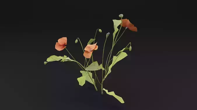 Papaver Rhoeas Plant