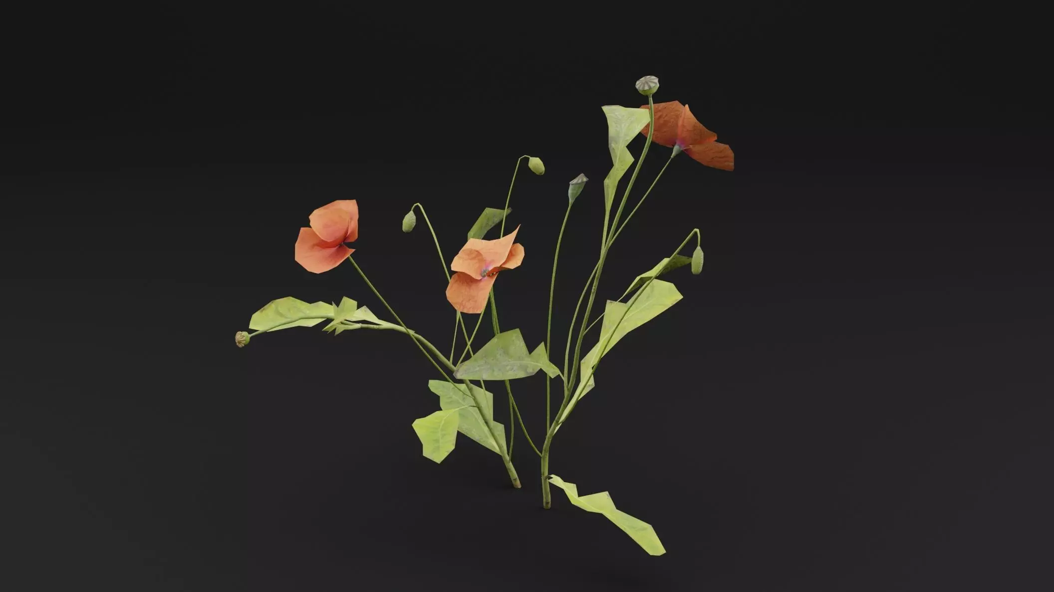Papaver Rhoeas Plant Low-poly 3D model_0