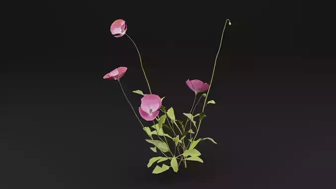 Papaver Rhoeas Plant