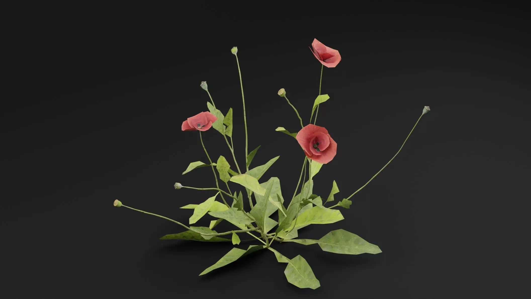 Papaver Rhoeas Plant Low-poly 3D model_3