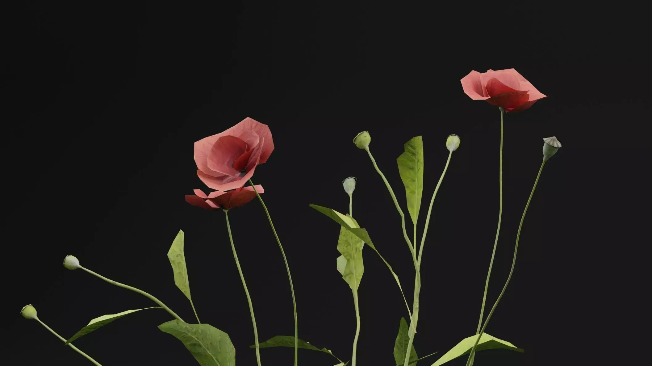 Papaver Rhoeas Plant Low-poly 3D model_1