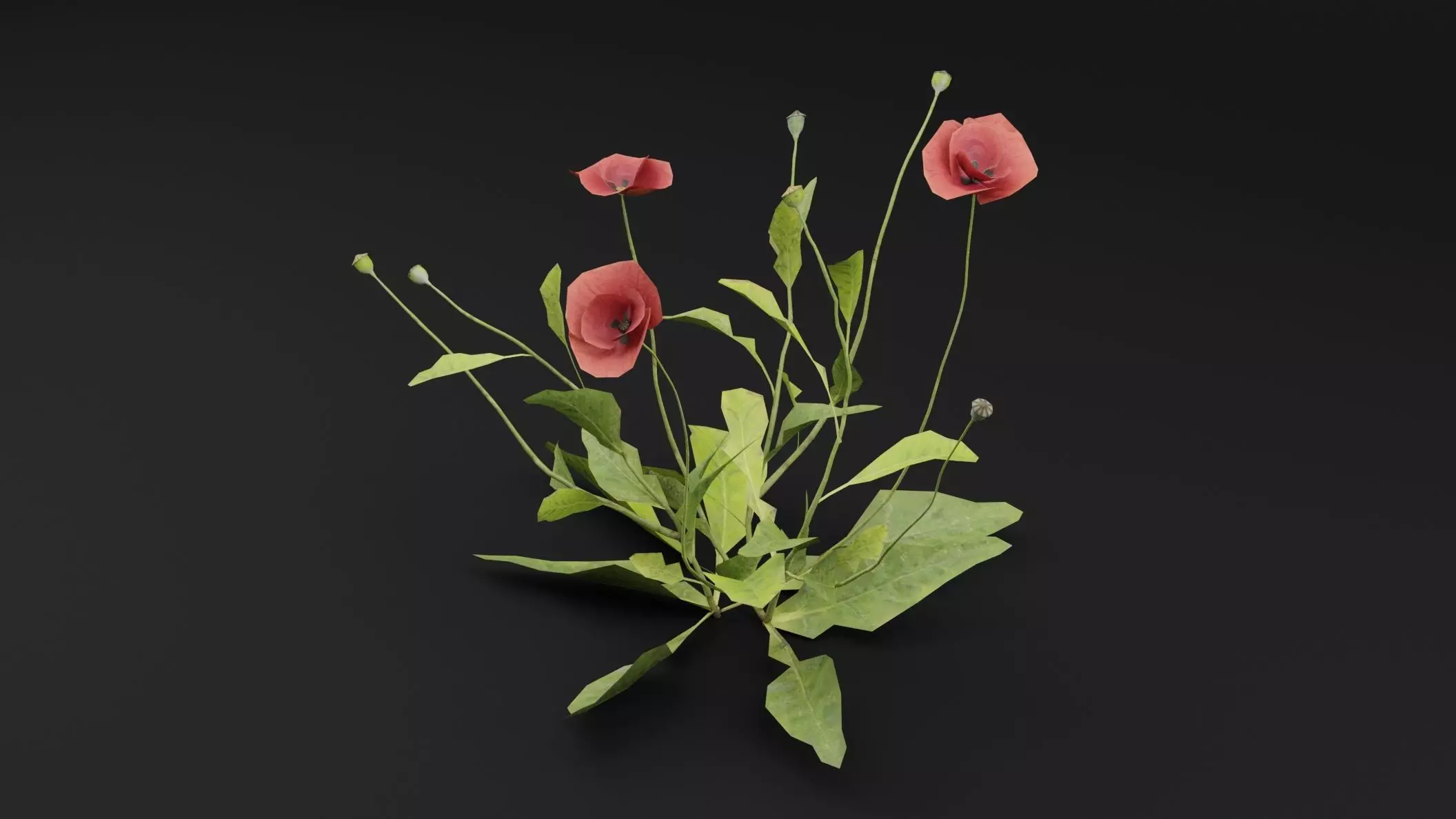 Papaver Rhoeas Plant Low-poly 3D model_4