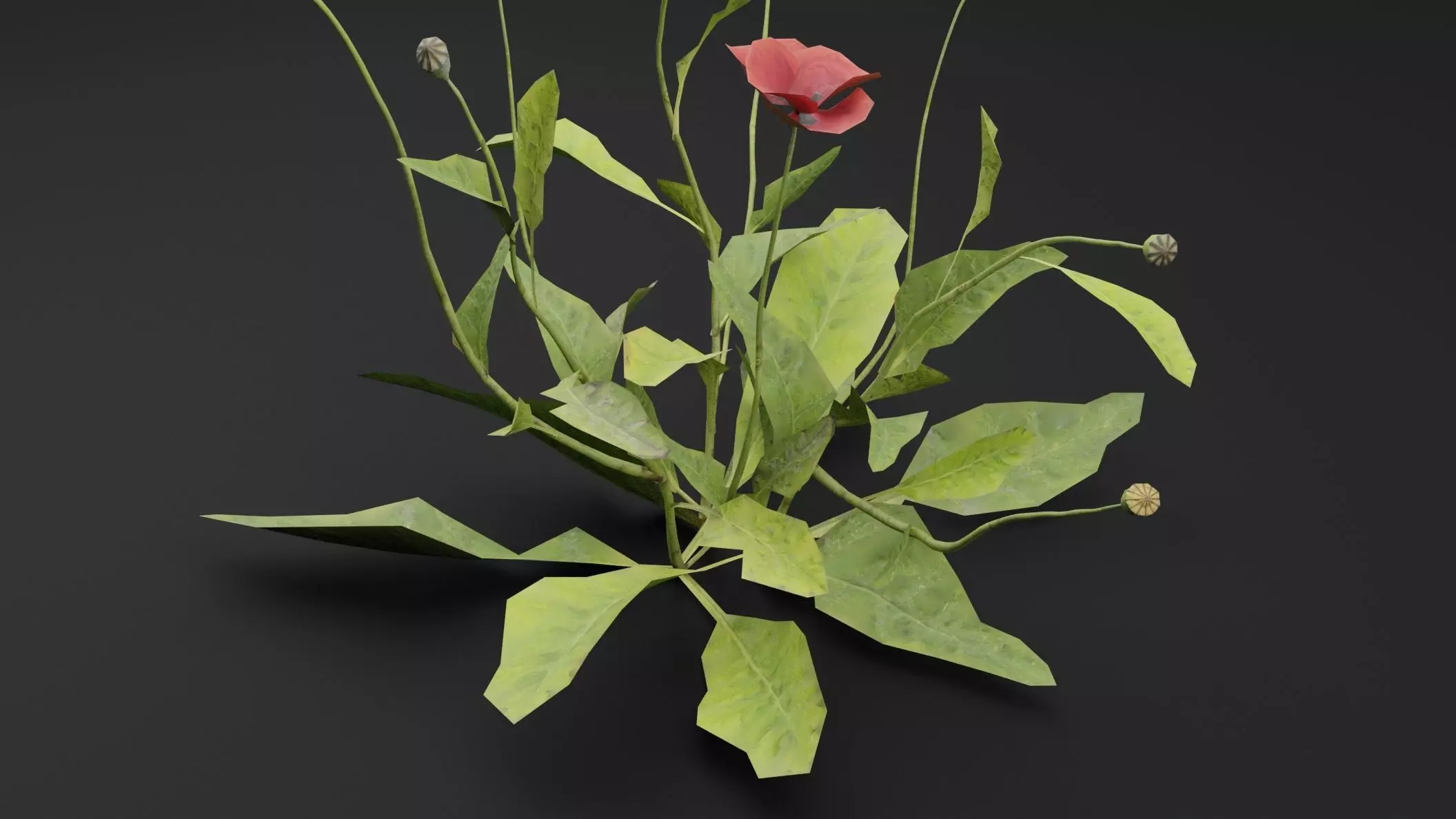 Papaver Rhoeas Plant Low-poly 3D model_2