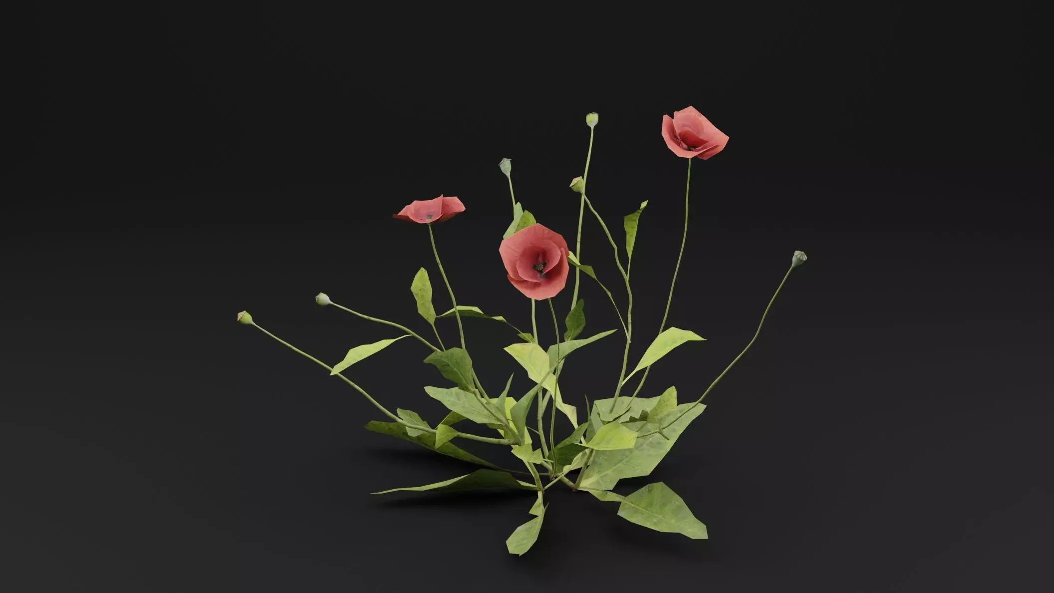 Papaver Rhoeas Plant Low-poly 3D model_0