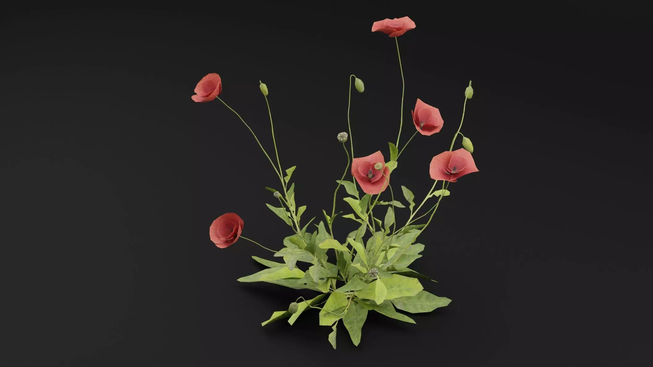 Papaver Rhoeas Plant Low-poly 3D model_4