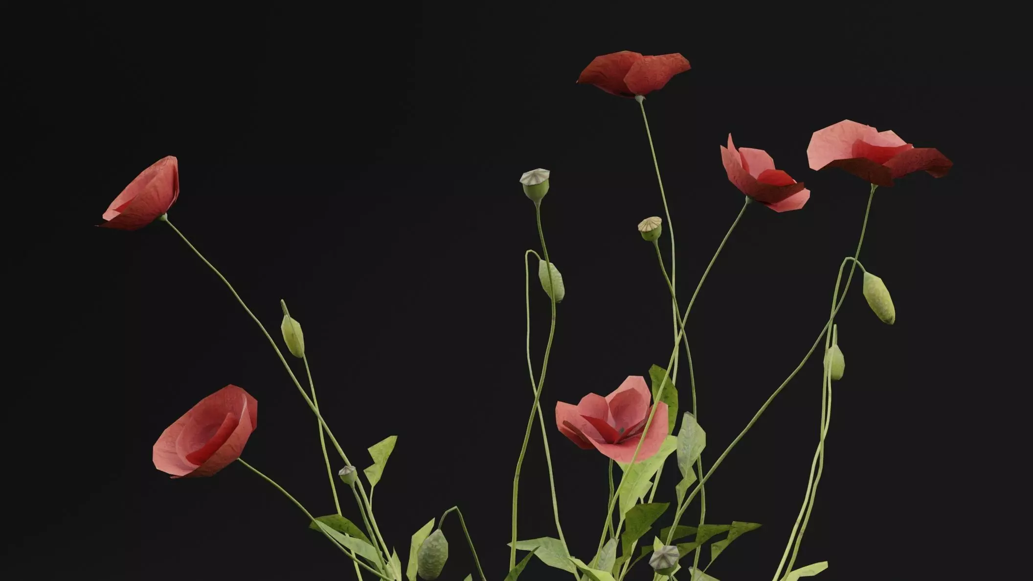 Papaver Rhoeas Plant Low-poly 3D model_1