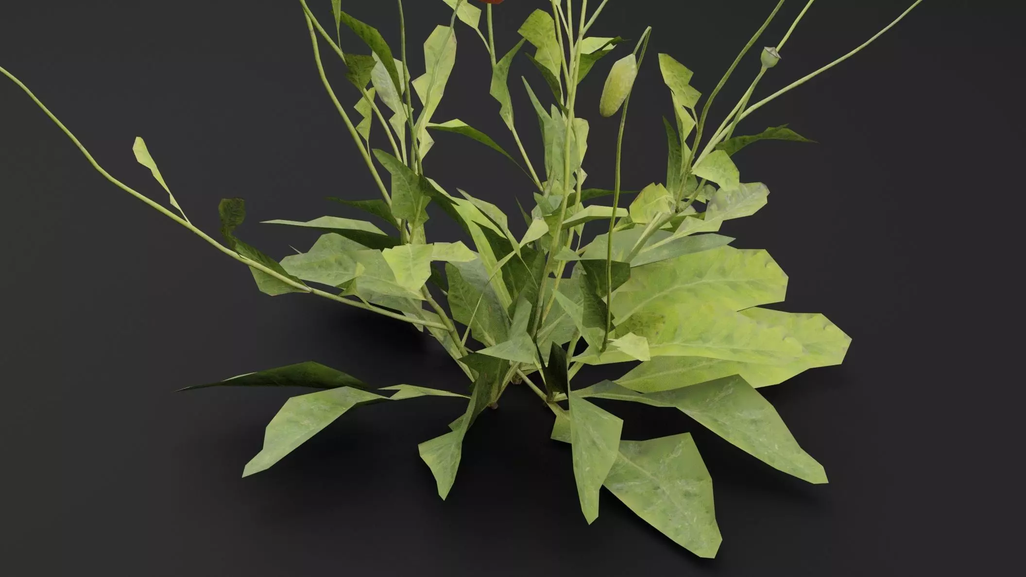 Papaver Rhoeas Plant Low-poly 3D model_2